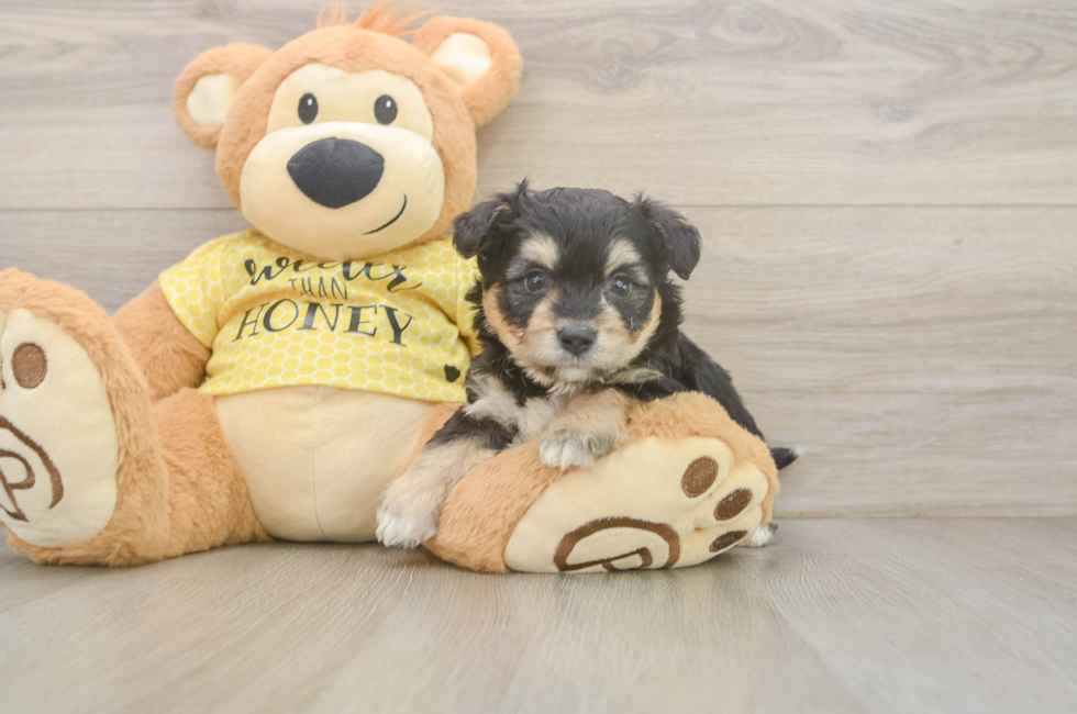 5 week old Aussiechon Puppy For Sale - Windy City Pups
