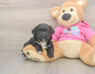 5 week old Aussiechon Puppy For Sale - Windy City Pups