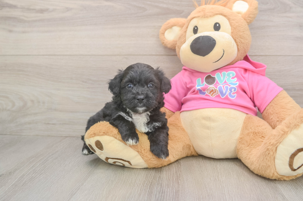 6 week old Aussiechon Puppy For Sale - Windy City Pups