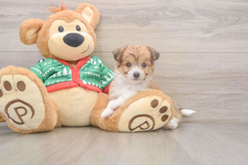 Aussiechon Pup Being Cute