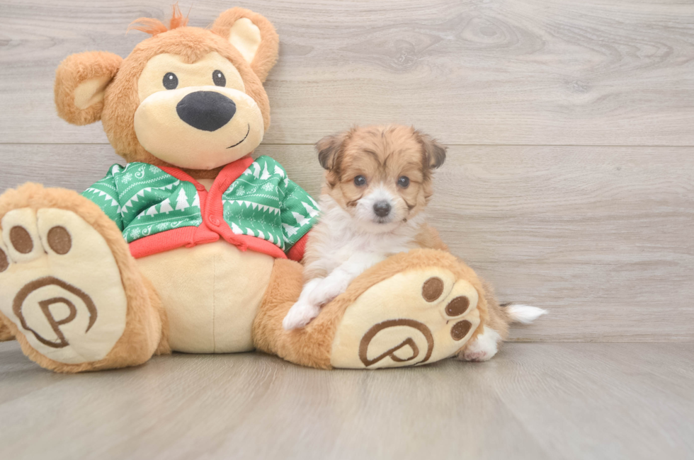 6 week old Aussiechon Puppy For Sale - Windy City Pups