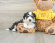 7 week old Aussiechon Puppy For Sale - Windy City Pups