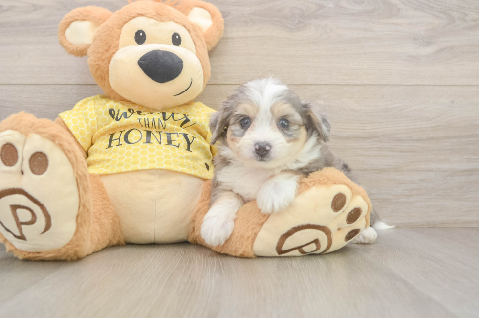 5 week old Aussiechon Puppy For Sale - Windy City Pups