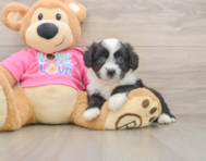 7 week old Aussiechon Puppy For Sale - Windy City Pups