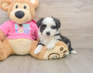 8 week old Aussiechon Puppy For Sale - Windy City Pups