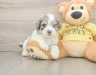 7 week old Aussiechon Puppy For Sale - Windy City Pups