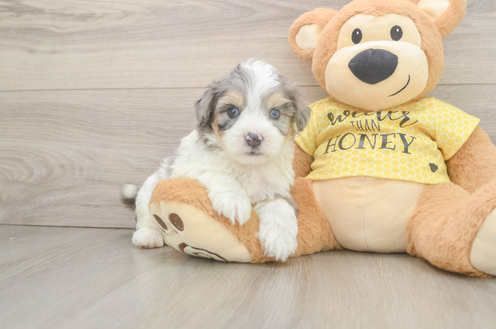 5 week old Aussiechon Puppy For Sale - Windy City Pups