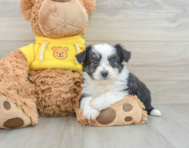 9 week old Aussiechon Puppy For Sale - Windy City Pups