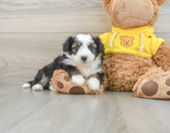 8 week old Aussiechon Puppy For Sale - Windy City Pups