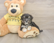 8 week old Aussiechon Puppy For Sale - Windy City Pups