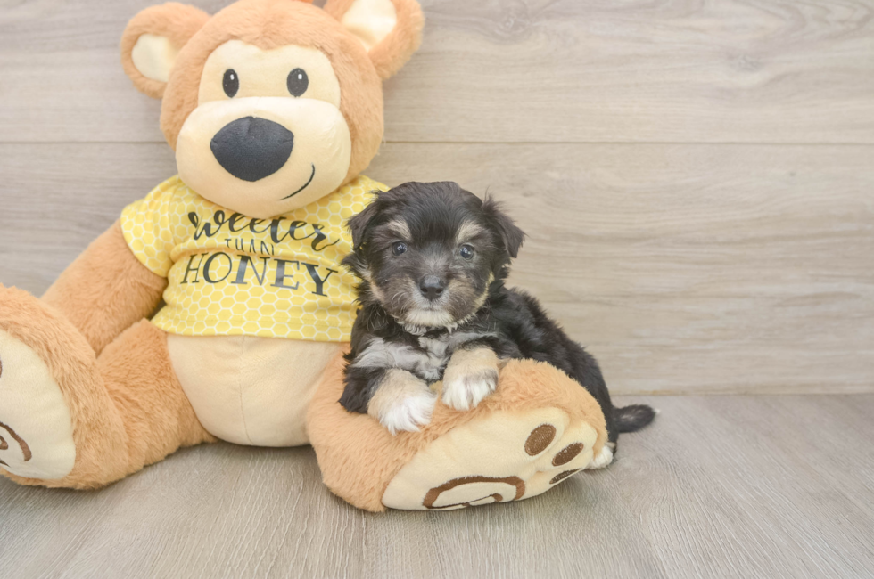 5 week old Aussiechon Puppy For Sale - Windy City Pups