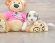 5 week old Aussiechon Puppy For Sale - Windy City Pups