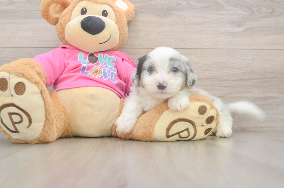 6 week old Aussiechon Puppy For Sale - Windy City Pups