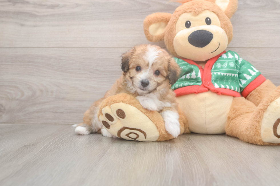 6 week old Aussiechon Puppy For Sale - Windy City Pups