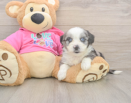 6 week old Aussiechon Puppy For Sale - Windy City Pups
