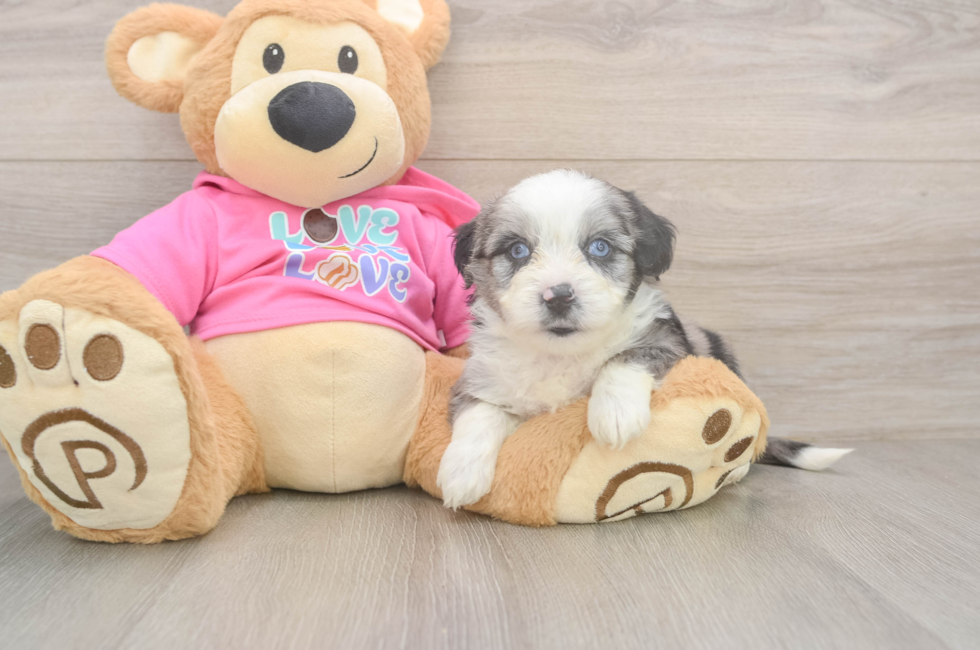 6 week old Aussiechon Puppy For Sale - Windy City Pups