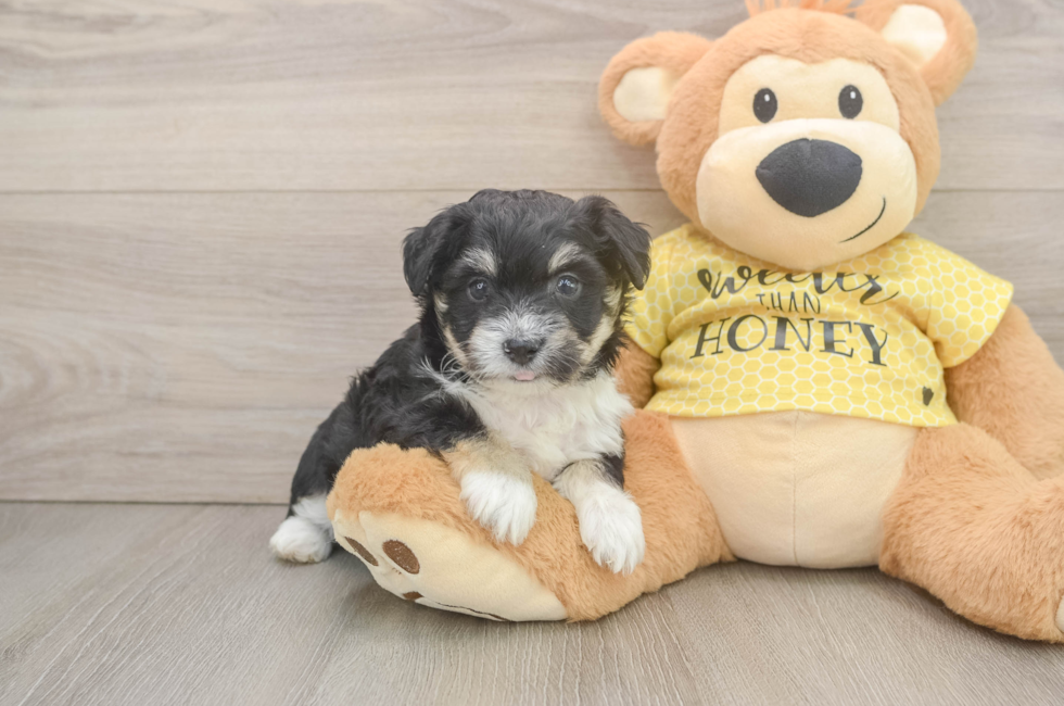 5 week old Aussiechon Puppy For Sale - Windy City Pups