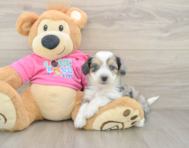 6 week old Aussiechon Puppy For Sale - Windy City Pups