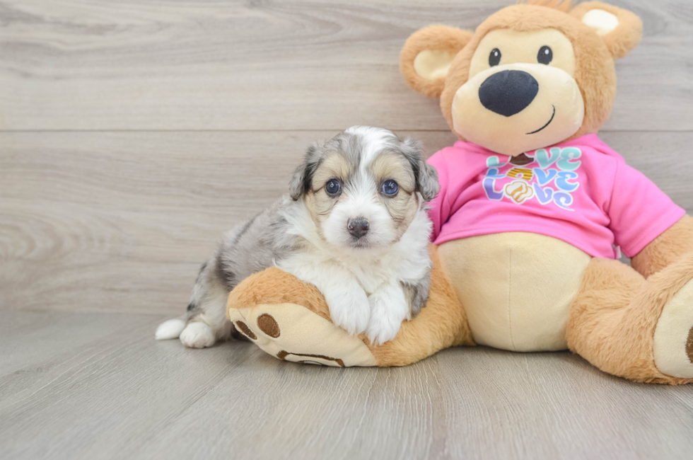 6 week old Aussiechon Puppy For Sale - Windy City Pups