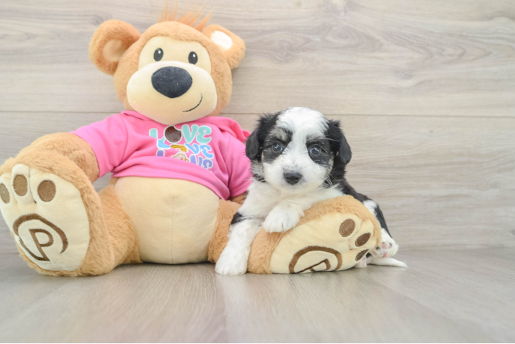 Hypoallergenic Aussie Bichon Designer Puppy