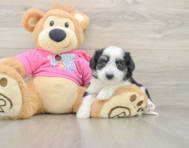 6 week old Aussiechon Puppy For Sale - Windy City Pups