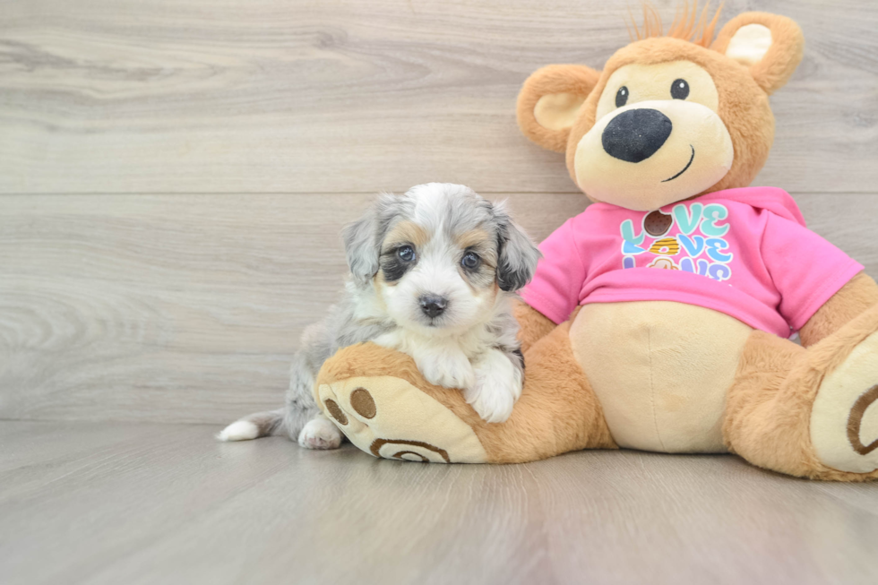 Aussiechon Pup Being Cute