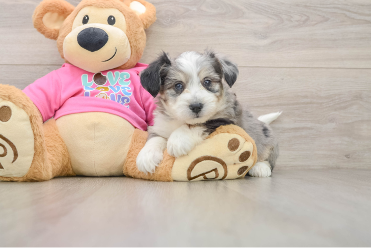 Aussiechon Puppy for Adoption
