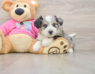 7 week old Aussiechon Puppy For Sale - Windy City Pups