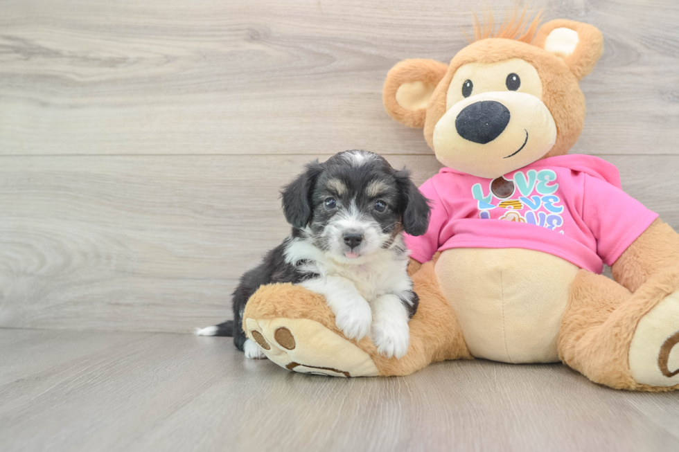 Aussiechon Puppy for Adoption