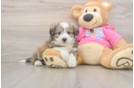 Aussiechon Puppy for Adoption