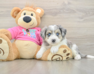 6 week old Aussiechon Puppy For Sale - Windy City Pups