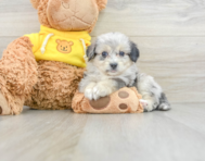 6 week old Aussiechon Puppy For Sale - Windy City Pups