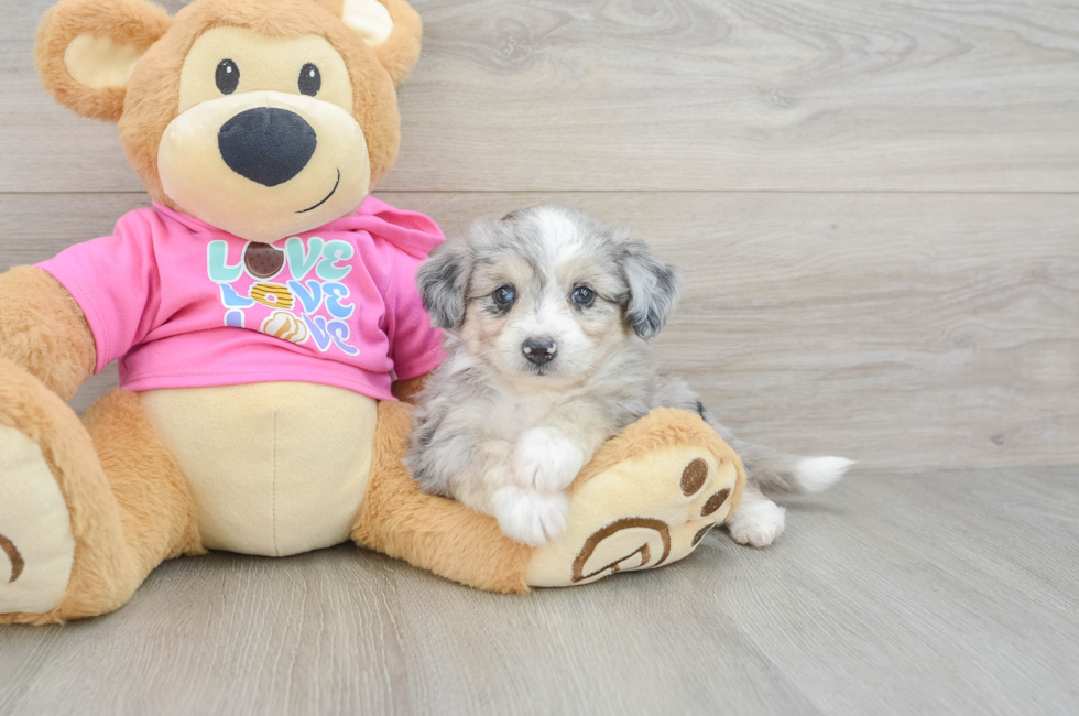 6 week old Aussiechon Puppy For Sale - Windy City Pups