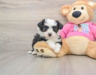 7 week old Aussiechon Puppy For Sale - Windy City Pups