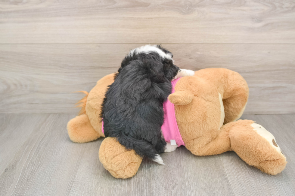 Best Aussiechon Baby