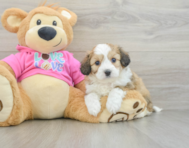 5 week old Aussiechon Puppy For Sale - Windy City Pups