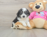 6 week old Aussiechon Puppy For Sale - Windy City Pups