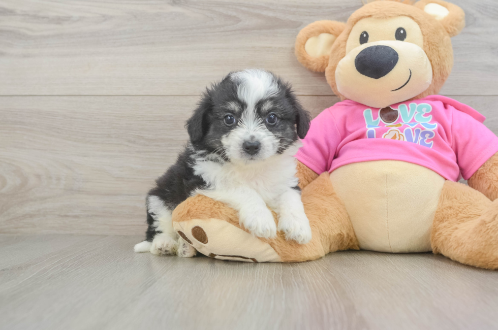 5 week old Aussiechon Puppy For Sale - Windy City Pups