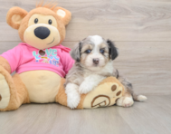 8 week old Aussiechon Puppy For Sale - Windy City Pups