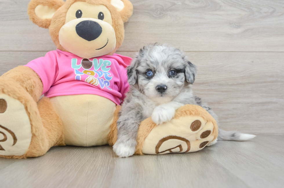 6 week old Aussiechon Puppy For Sale - Windy City Pups