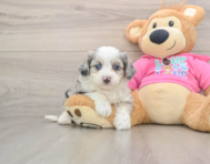 8 week old Aussiechon Puppy For Sale - Windy City Pups