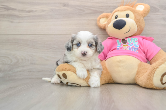 Sweet Aussiechon Baby