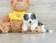 8 week old Aussiechon Puppy For Sale - Windy City Pups