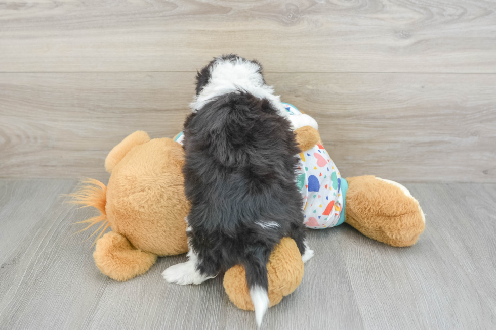 Sweet Aussiechon Baby