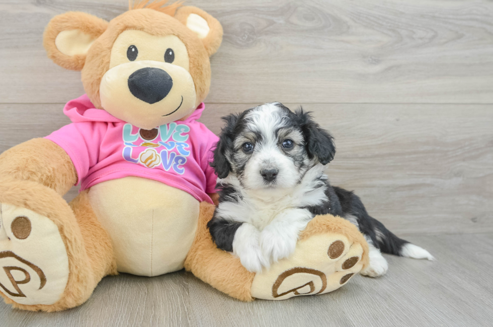 6 week old Aussiechon Puppy For Sale - Windy City Pups