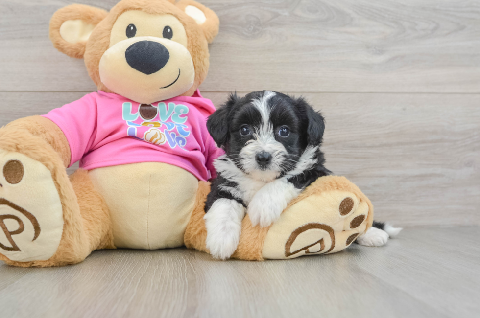 6 week old Aussiechon Puppy For Sale - Windy City Pups