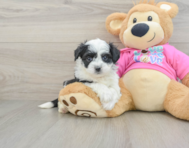 6 week old Aussiechon Puppy For Sale - Windy City Pups