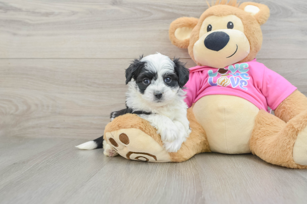 5 week old Aussiechon Puppy For Sale - Windy City Pups