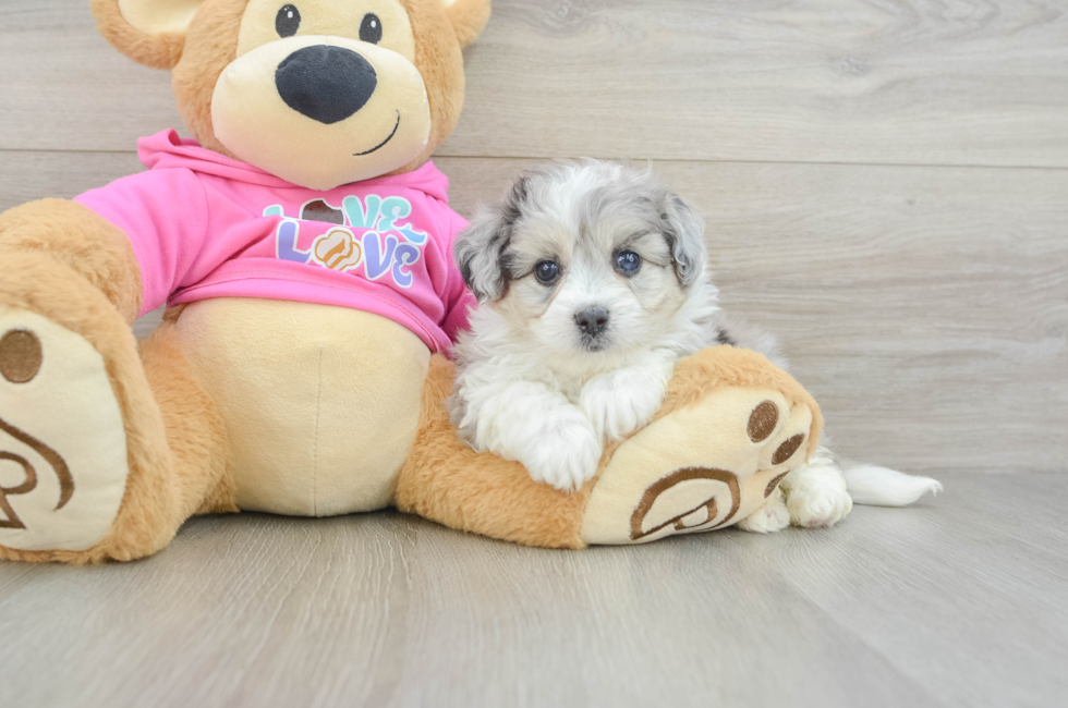 6 week old Aussiechon Puppy For Sale - Windy City Pups