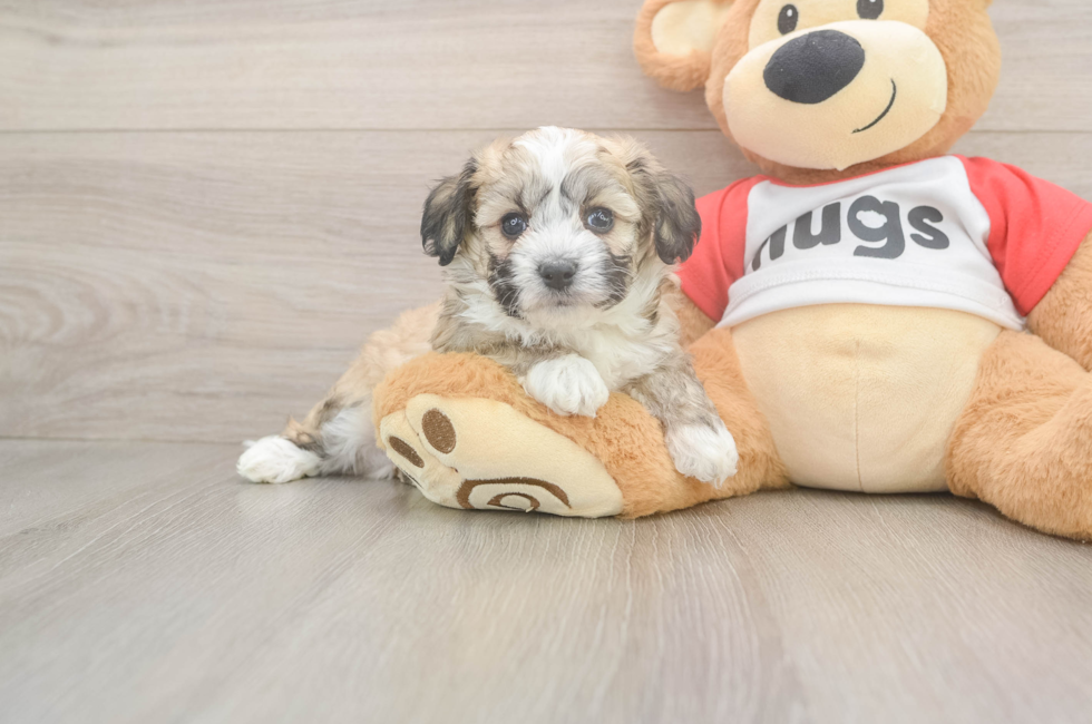 5 week old Aussiechon Puppy For Sale - Windy City Pups
